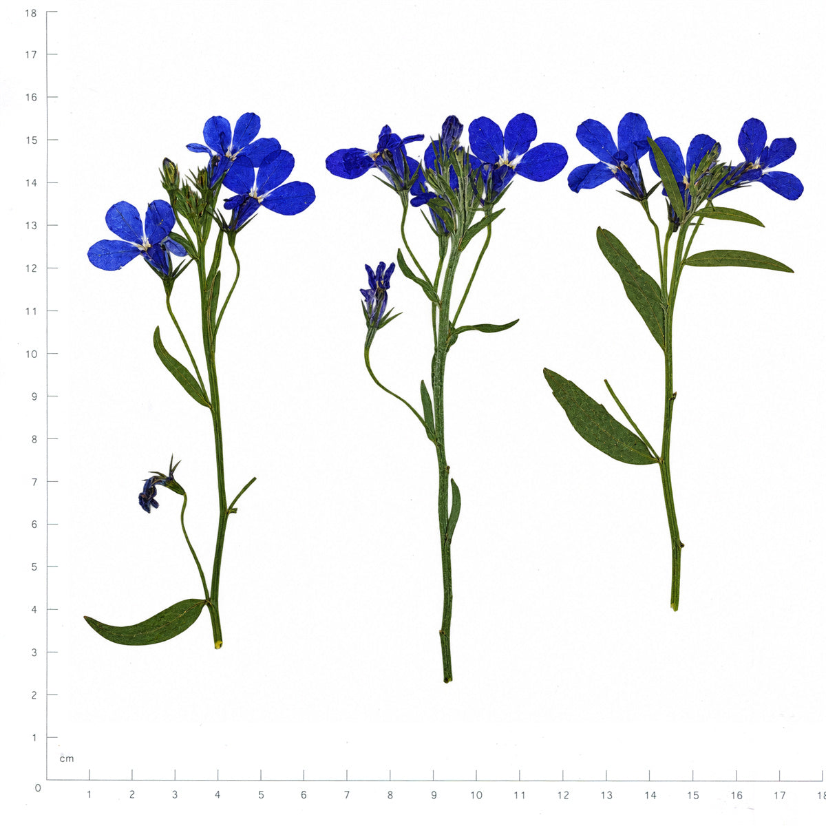 Pressed Flower Lobelia, Blue beside an 18 cm ruler