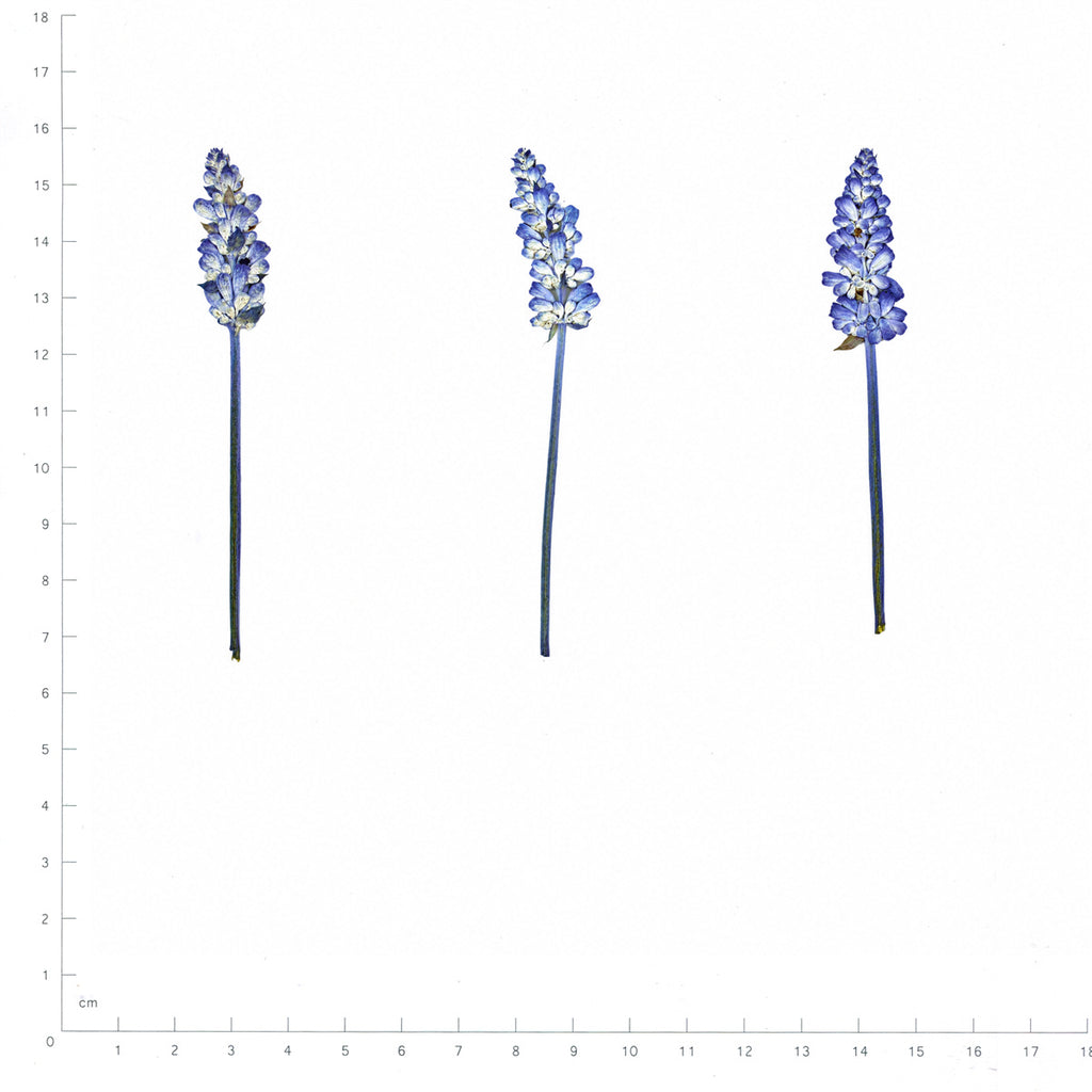 Pressed Flower Salvia, Blue beside a 180 mm ruler