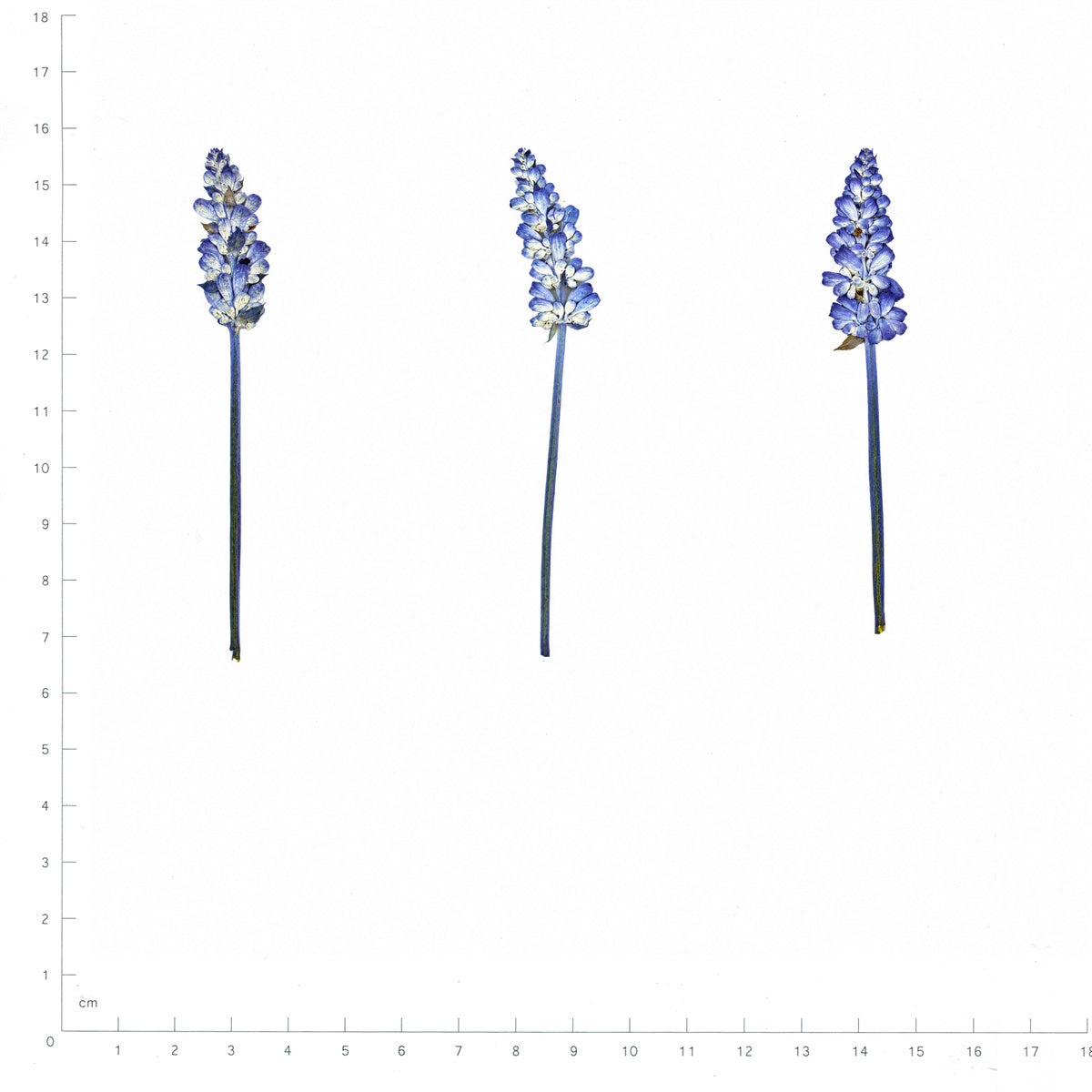 Pressed Flower Salvia, Blue beside a 180 mm ruler