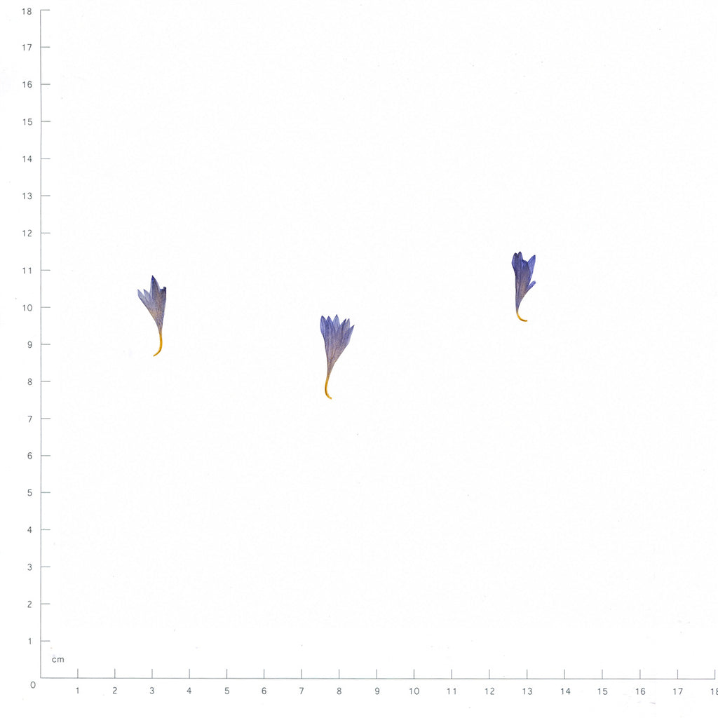 Pressed Cornflower Petals, Blue beside a 180 mm ruler