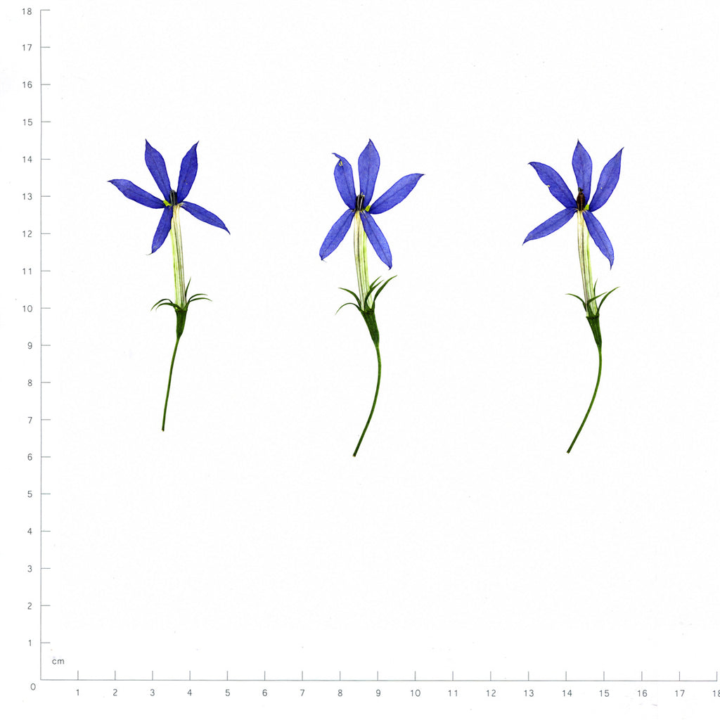 Pressed Flower Laurentia, Blue beside a 180 mm ruler