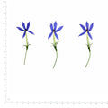 Pressed Flower Laurentia, Blue beside a 180 mm ruler