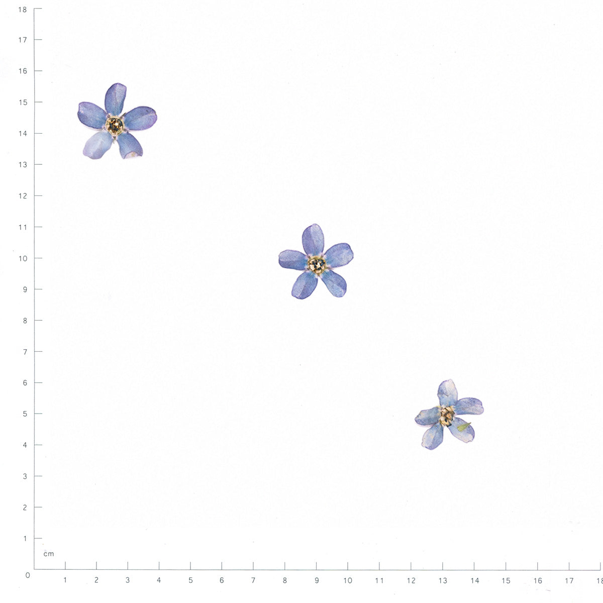 Pressed Blue Star specimens in blue with their natural shape and texture