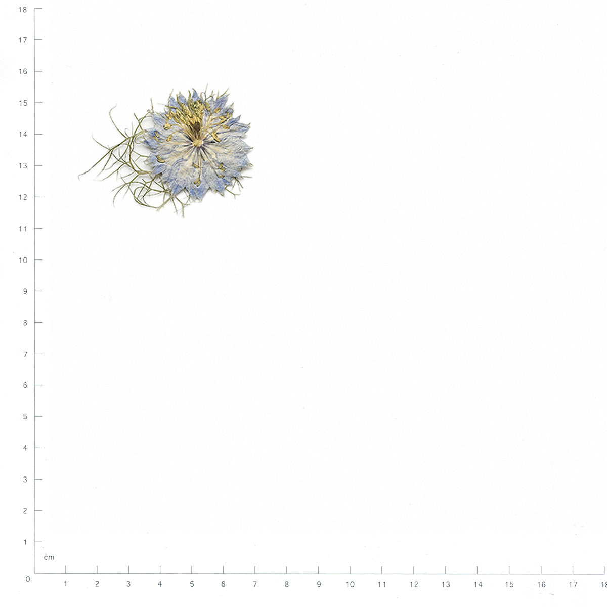 Pressed Nigella specimens in blue with their natural shape and texture