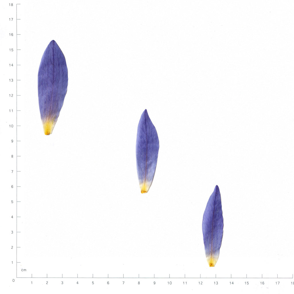 Pressed Water Lily Petals specimens in blue with their natural shape and texture
