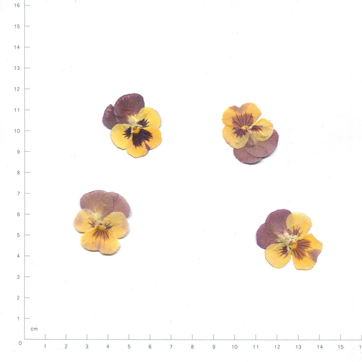 Brown & Yellow pressed flower viola on a measurement grid