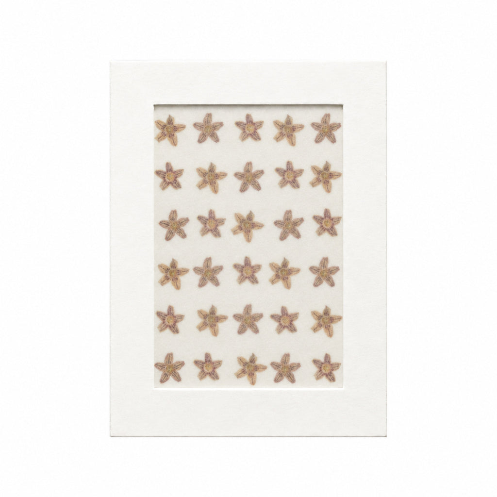 Pressed Flower Starfish Flower, Brown, 30 pieces in white kraft packaging beneath translucent tracing paper