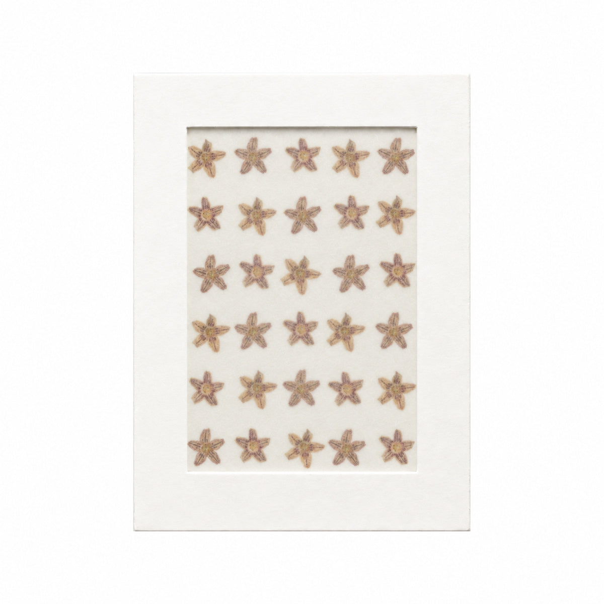 Pressed Flower Starfish Flower, Brown, 30 pieces in white kraft packaging beneath translucent tracing paper