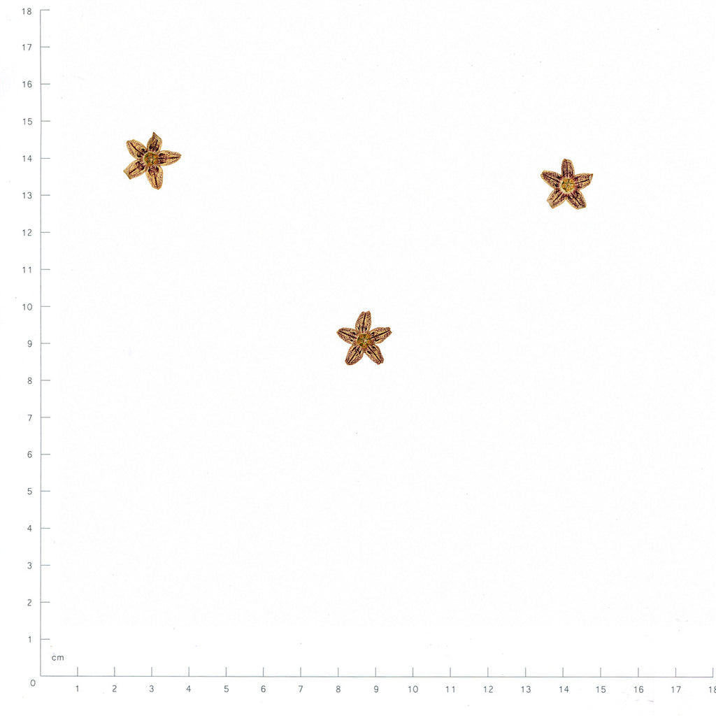 Pressed Flower Starfish Flower, Brown beside an 18 cm ruler