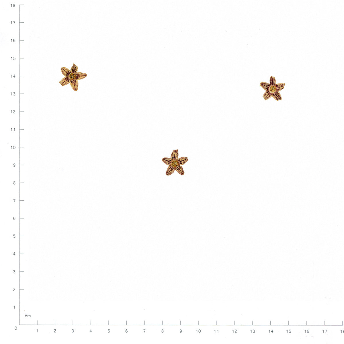 Pressed Flower Starfish Flower, Brown beside an 18 cm ruler