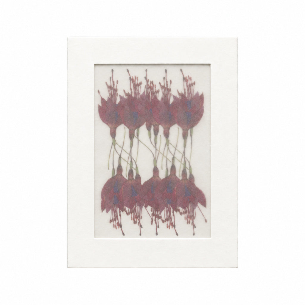 Pressed Flower Fuchsia, Burgundy, 20 pieces in white kraft packaging beneath translucent tracing paper