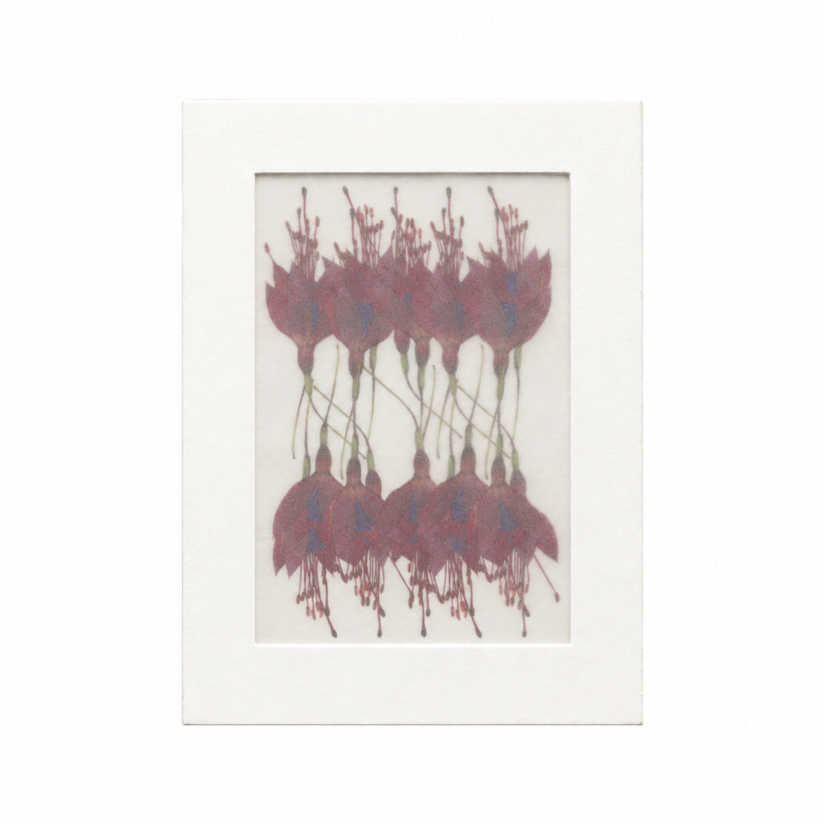 Pressed Flower Fuchsia, Burgundy, 20 pieces in white kraft packaging beneath translucent tracing paper