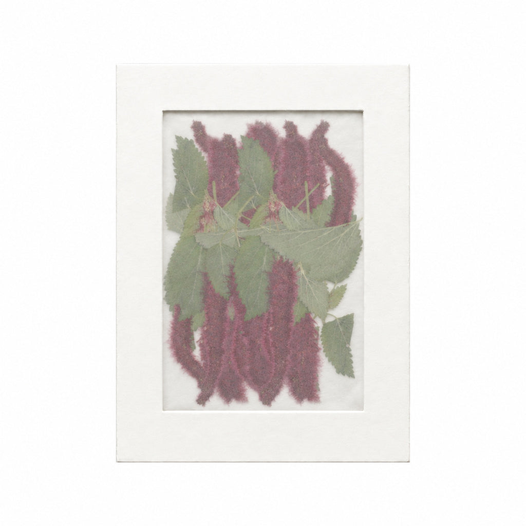 Pressed Flower Chenille Plant, Burgundy, 20 pieces in white kraft packaging beneath translucent tracing paper