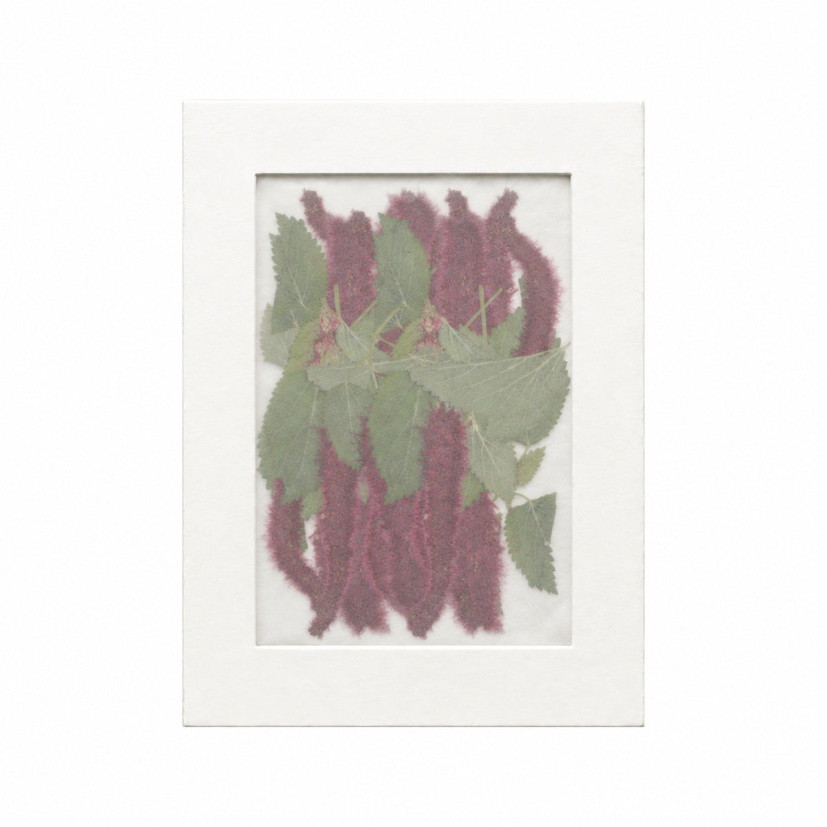 Pressed Flower Chenille Plant, Burgundy, 20 pieces in white kraft packaging beneath translucent tracing paper