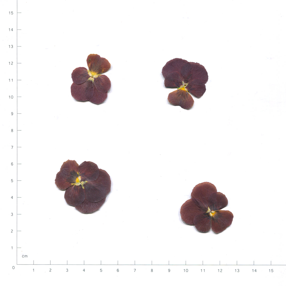 Burgundy pressed flower viola on a measurement grid