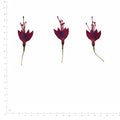Pressed Flower Fuchsia, Burgundy beside an 18 cm ruler