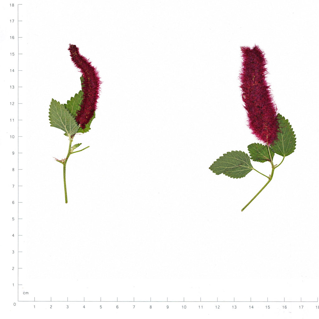Pressed Flower Chenille Plant, Burgundy beside an 18 cm ruler