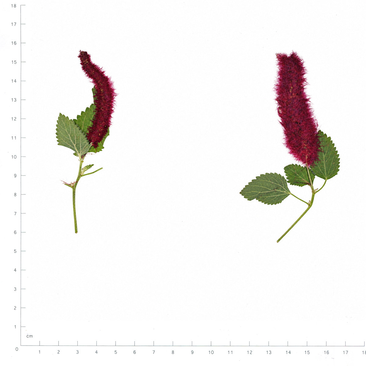 Pressed Flower Chenille Plant, Burgundy beside an 18 cm ruler