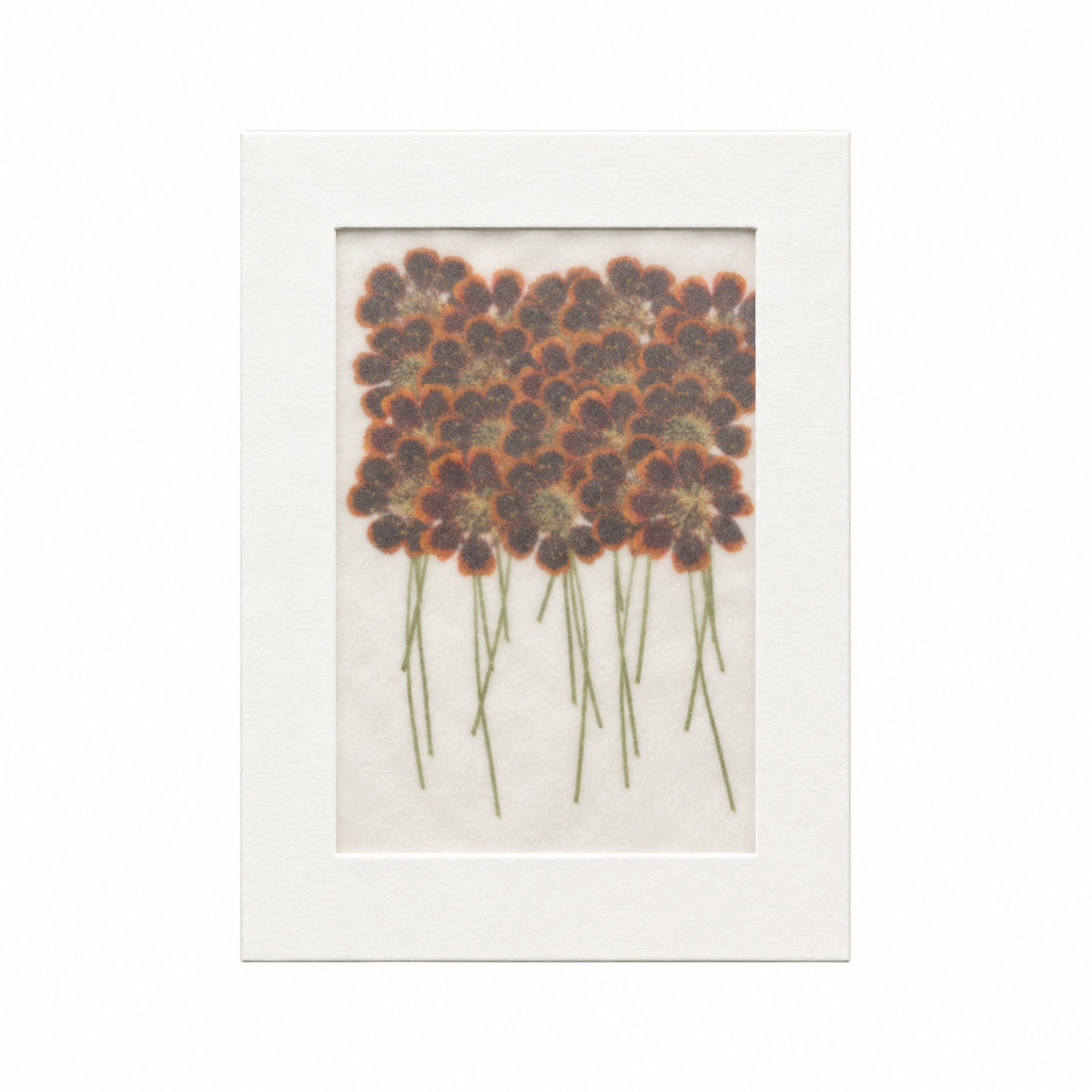 Pressed Flower Coreopsis, Chocolate, 20 pieces in white kraft packaging beneath translucent tracing paper