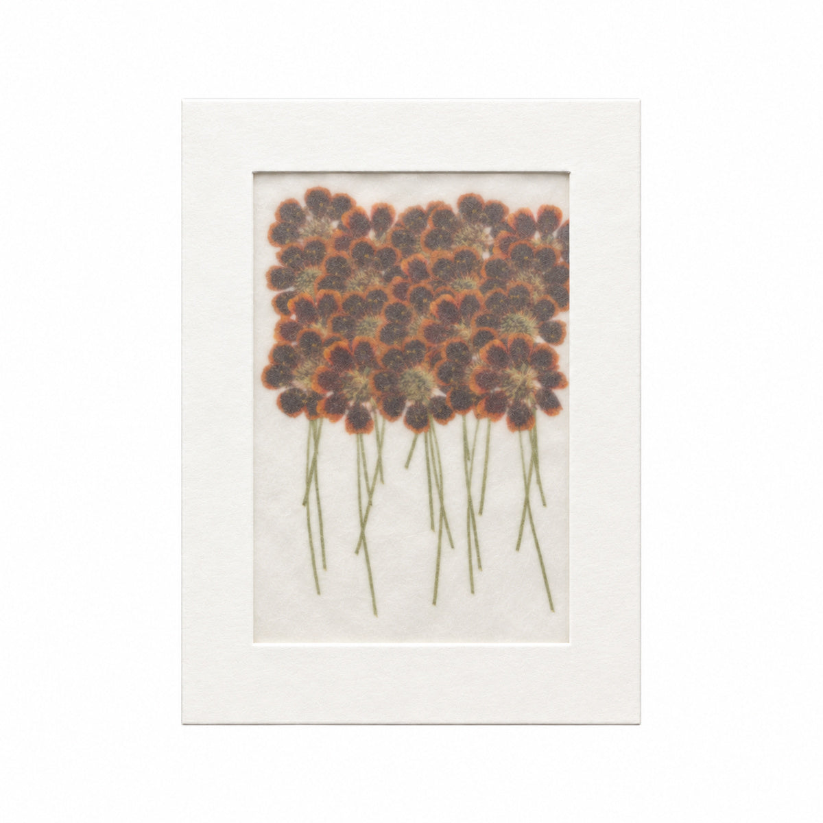 Pressed Flower Coreopsis, Chocolate, 20 pieces in white kraft packaging beneath translucent tracing paper
