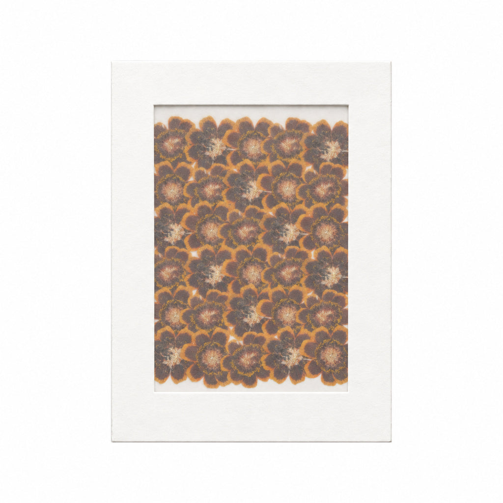 Pressed Flower Coreopsis, Chocolate, 30 pieces in white kraft packaging beneath translucent tracing paper