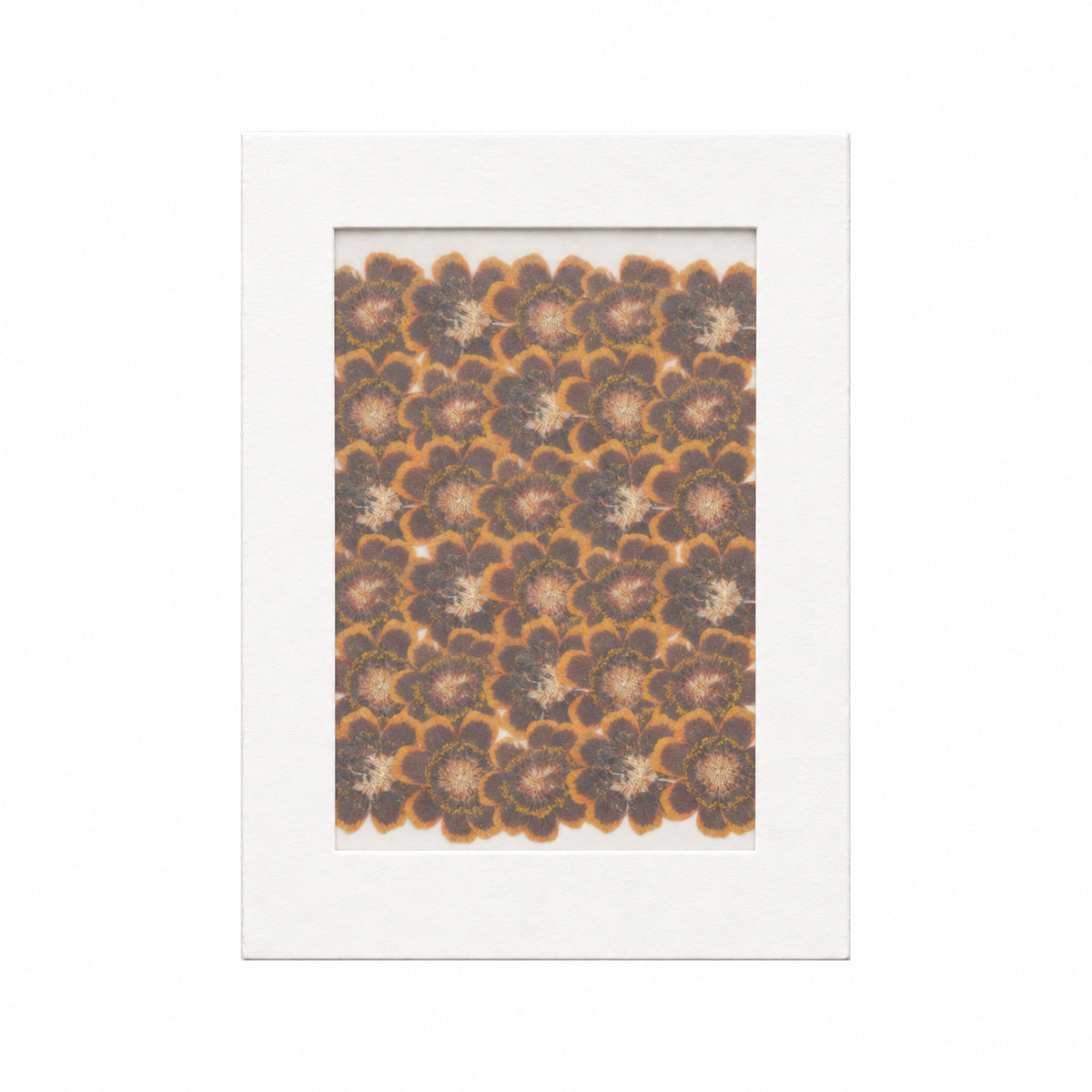 Pressed Flower Coreopsis, Chocolate, 30 pieces in white kraft packaging beneath translucent tracing paper