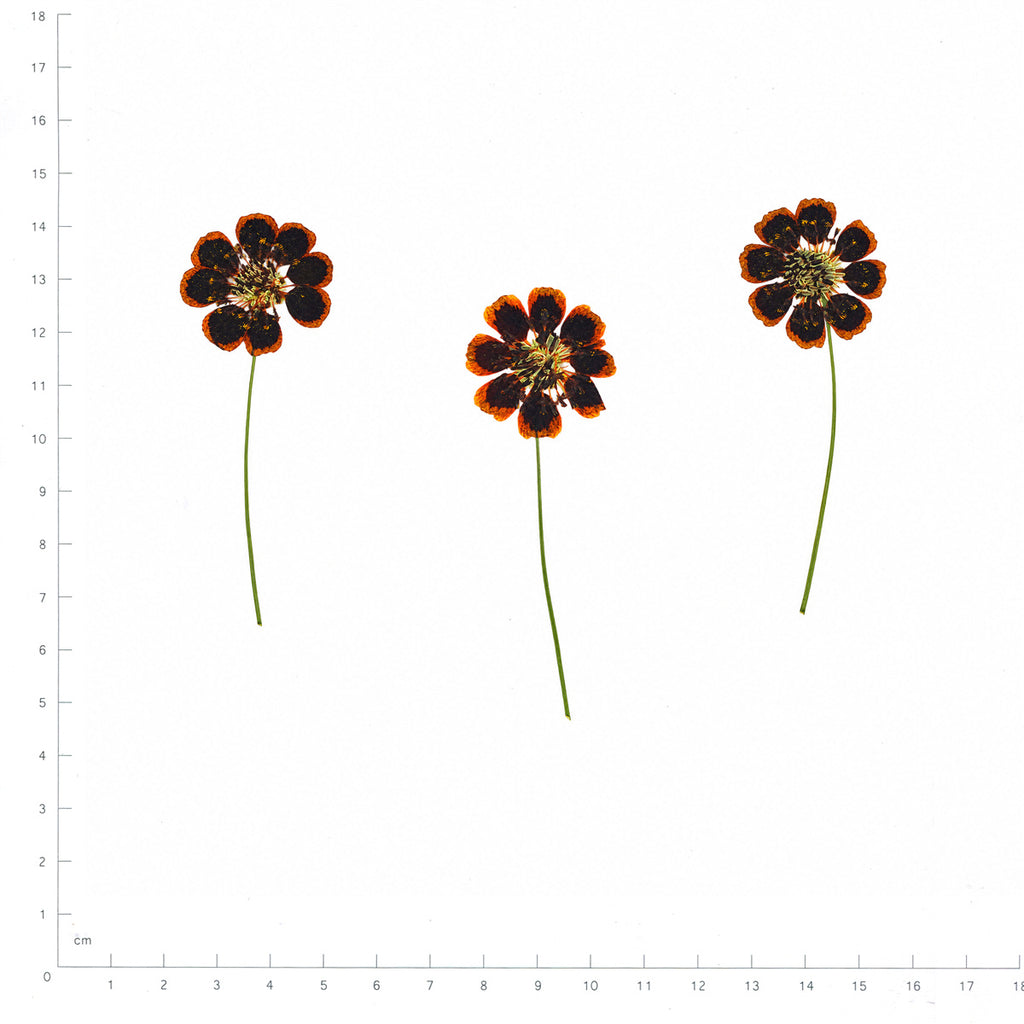 Pressed Flower Coreopsis, Chocolate beside an 18 cm ruler