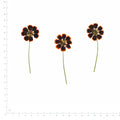 Pressed Flower Coreopsis, Chocolate beside an 18 cm ruler