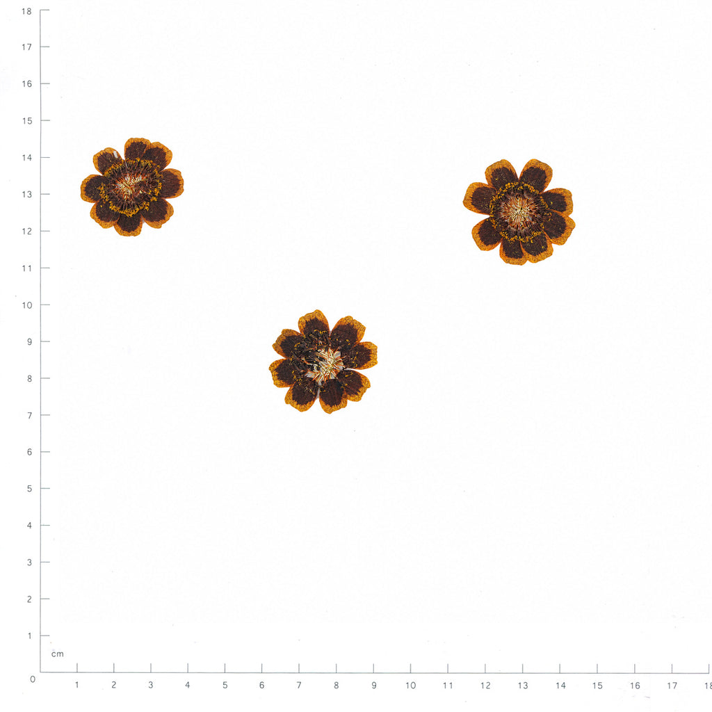 Pressed Flower Coreopsis, Chocolate beside an 18 cm ruler