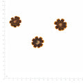 Pressed Flower Coreopsis, Chocolate beside an 18 cm ruler