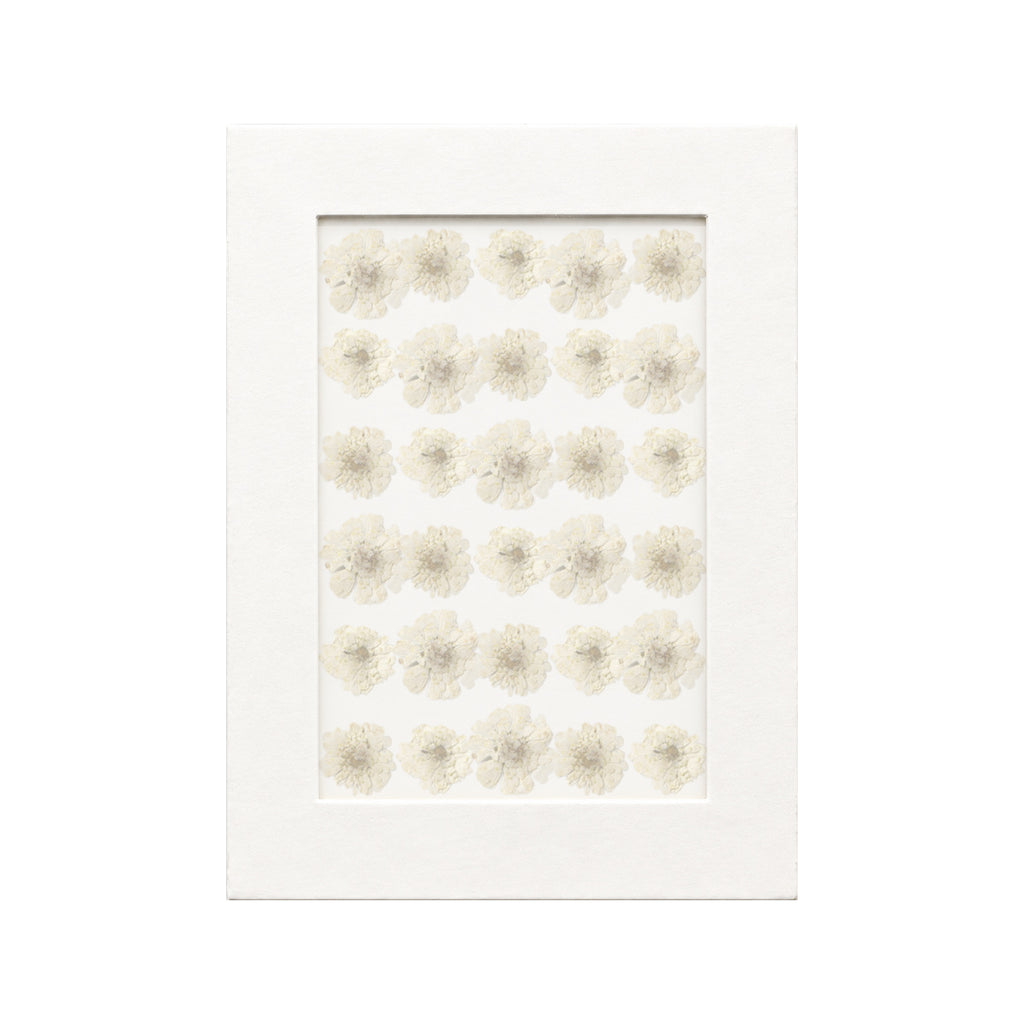 30 pressed Chamomile pieces in cream white beneath translucent tracing paper