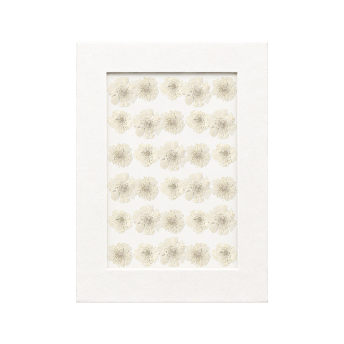 30 pressed Chamomile pieces in cream white beneath translucent tracing paper
