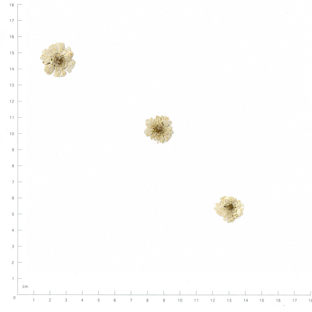 Pressed Chamomile specimens in cream white with their natural shape and texture