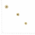 Pressed Chamomile specimens in cream white with their natural shape and texture
