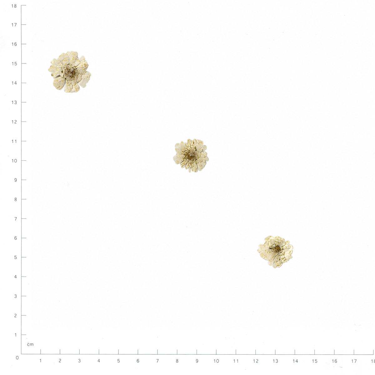 Pressed Chamomile specimens in cream white with their natural shape and texture