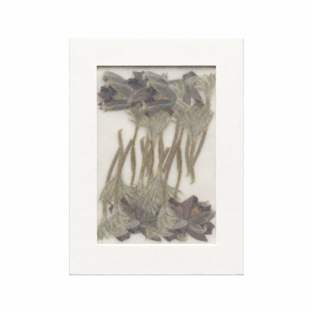 Pressed Flower Pasque Flower, Dark Purple, 20 pieces in white kraft packaging beneath translucent tracing paper