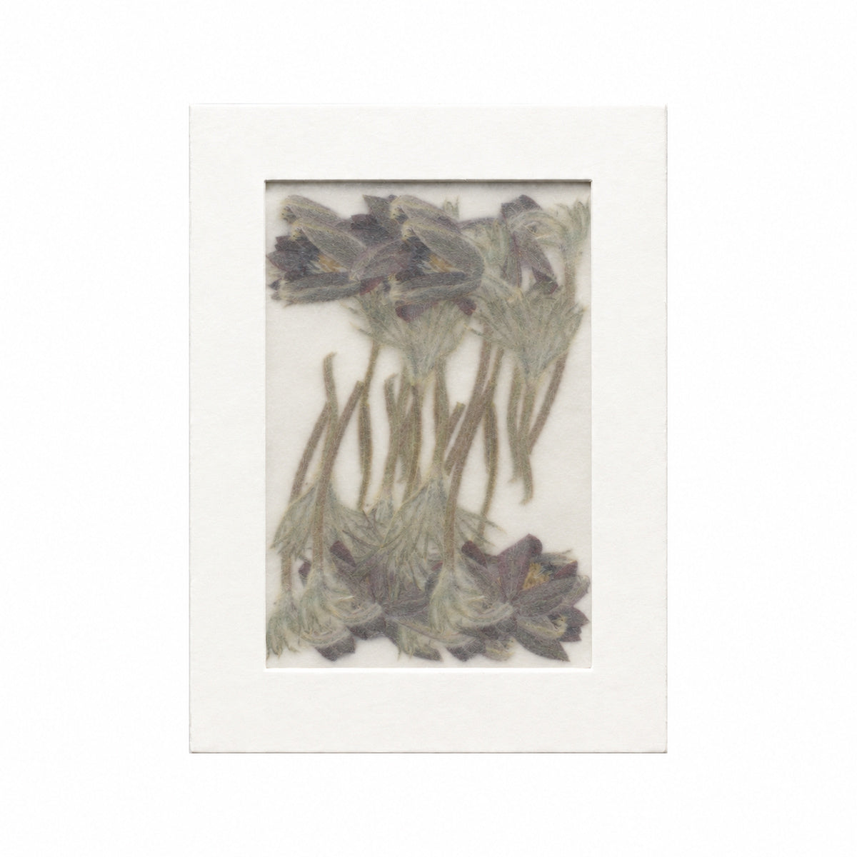 Pressed Flower Pasque Flower, Dark Purple, 20 pieces in white kraft packaging beneath translucent tracing paper