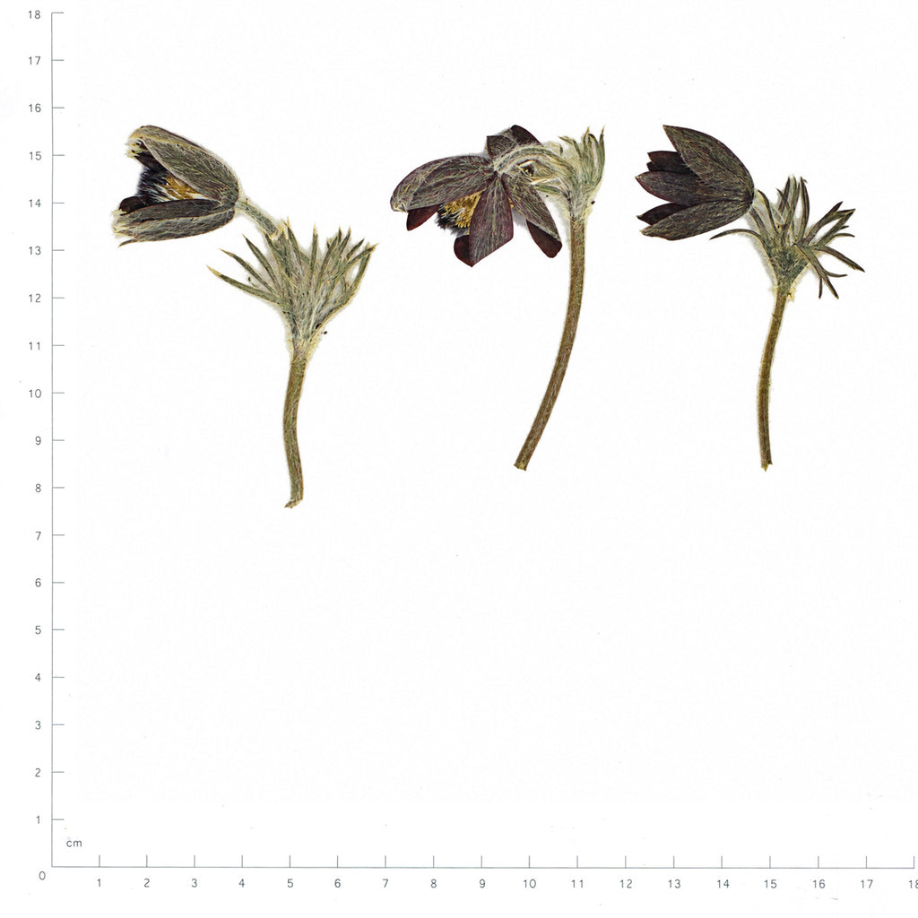 Pressed Flower Pasque Flower, Dark Purple beside a 180 mm ruler