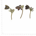 Pressed Flower Pasque Flower, Dark Purple beside a 180 mm ruler