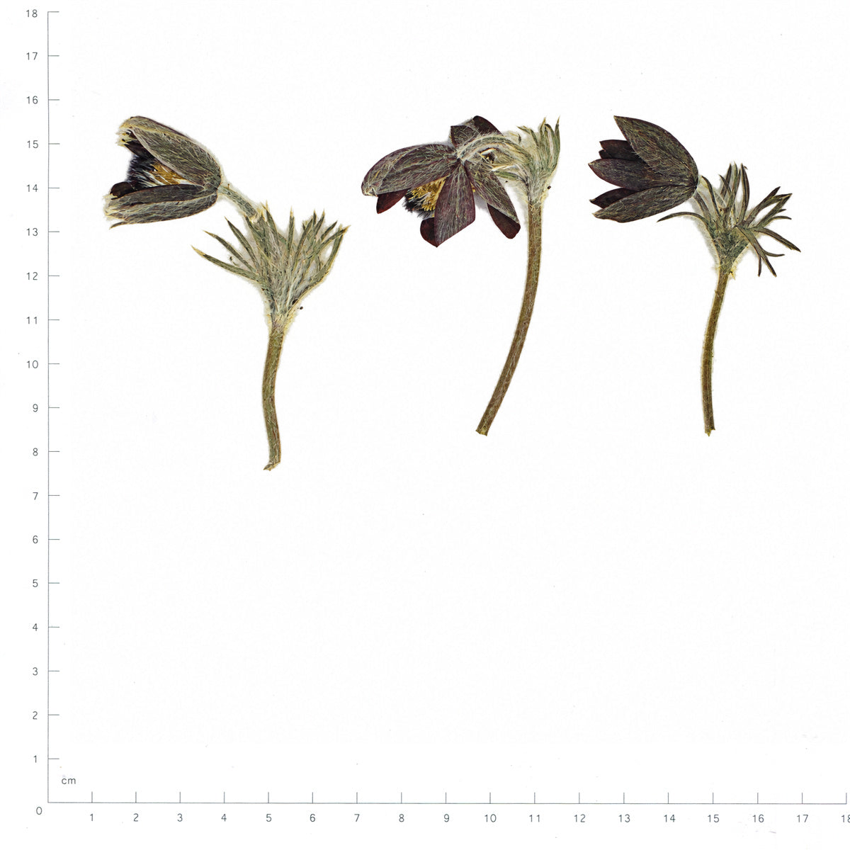 Pressed Flower Pasque Flower, Dark Purple beside a 180 mm ruler