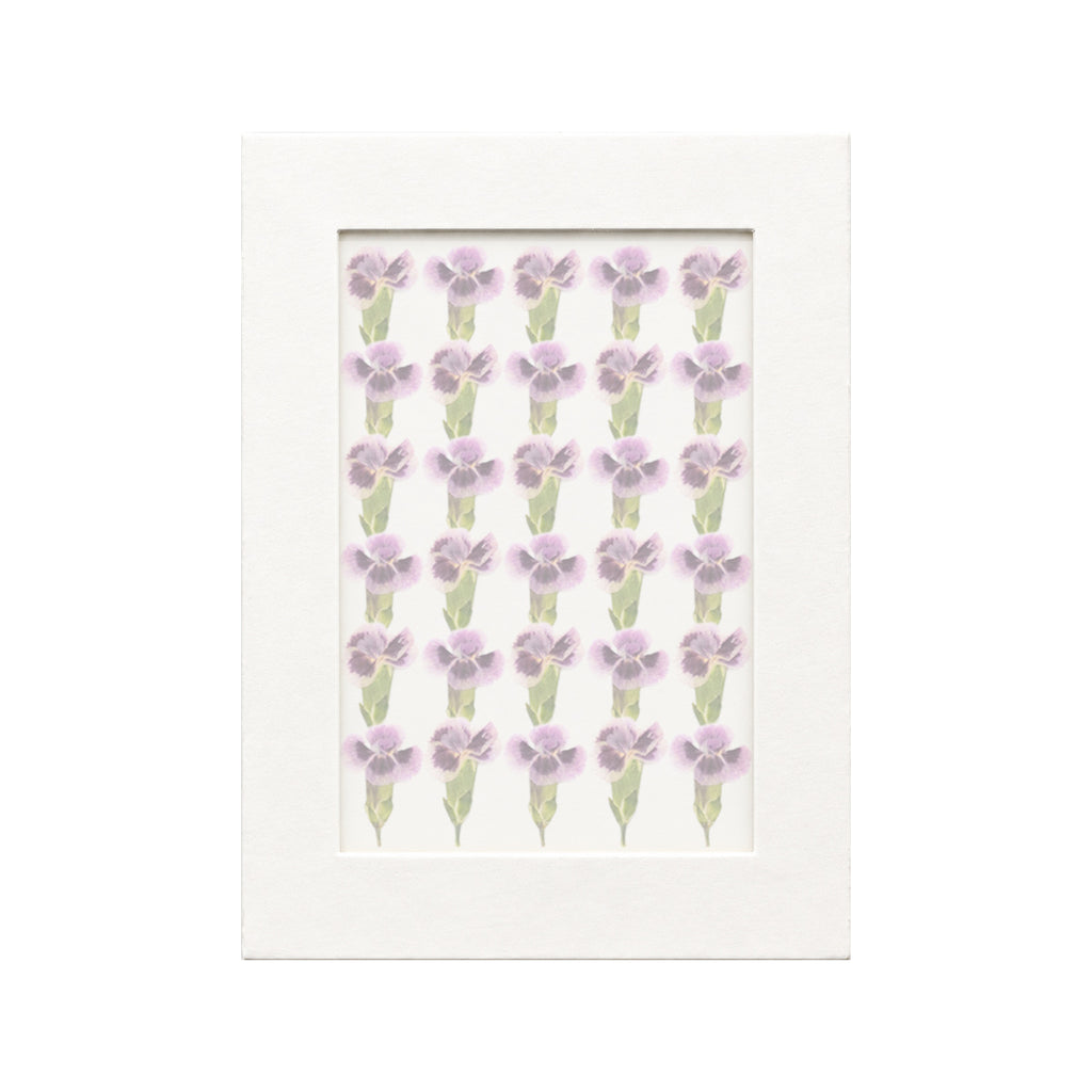 30 pressed Dianthus pieces in deep purple and white beneath translucent tracing paper