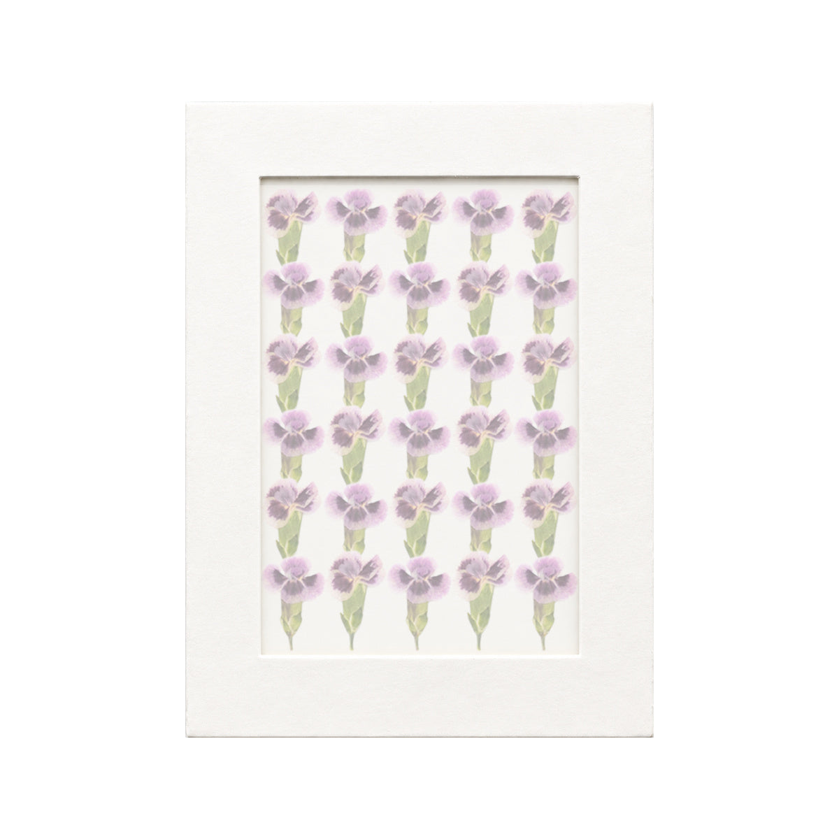 30 pressed Dianthus pieces in deep purple and white beneath translucent tracing paper