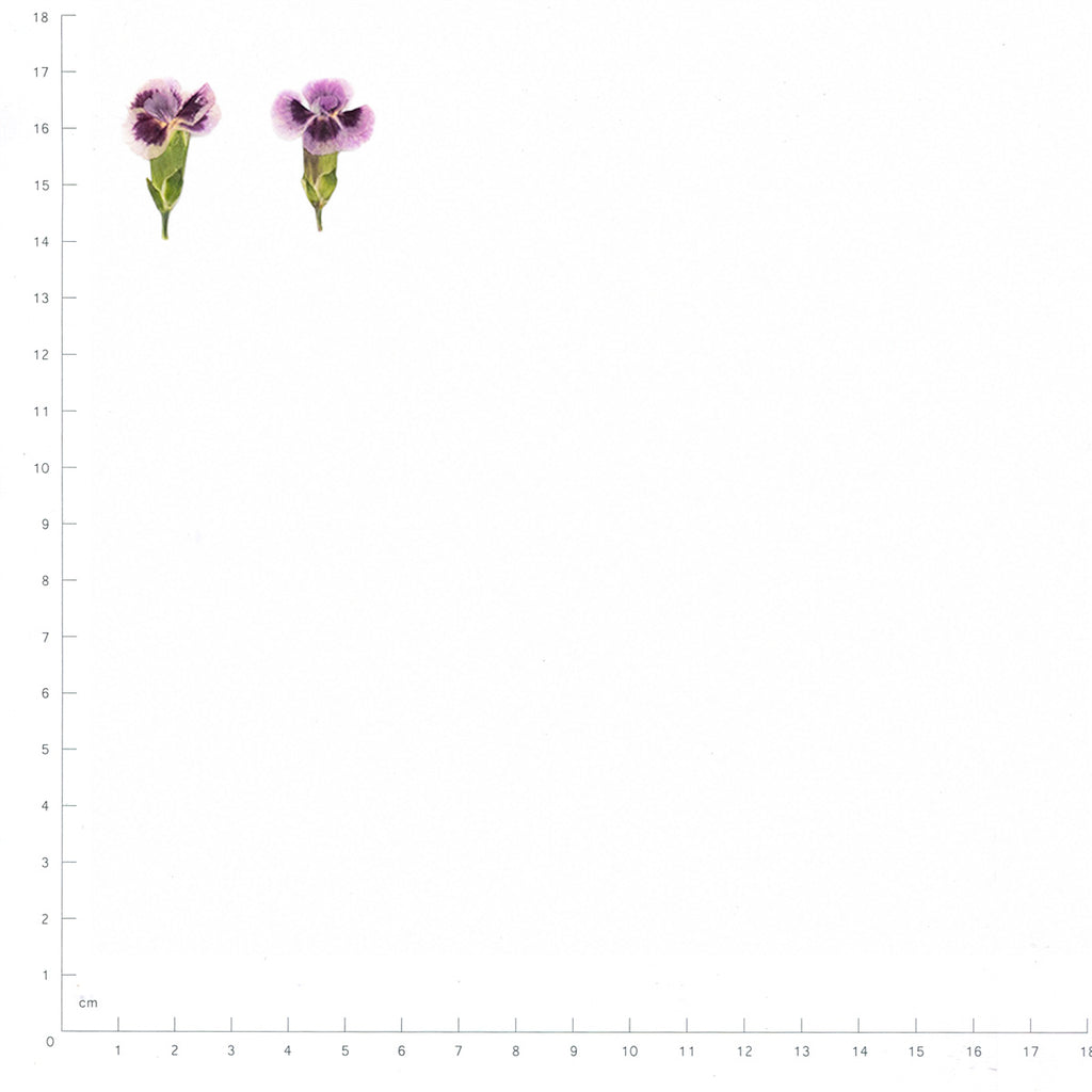 Pressed Dianthus specimens in deep purple and white with their natural shape and texture