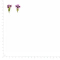 Pressed Dianthus specimens in deep purple and white with their natural shape and texture