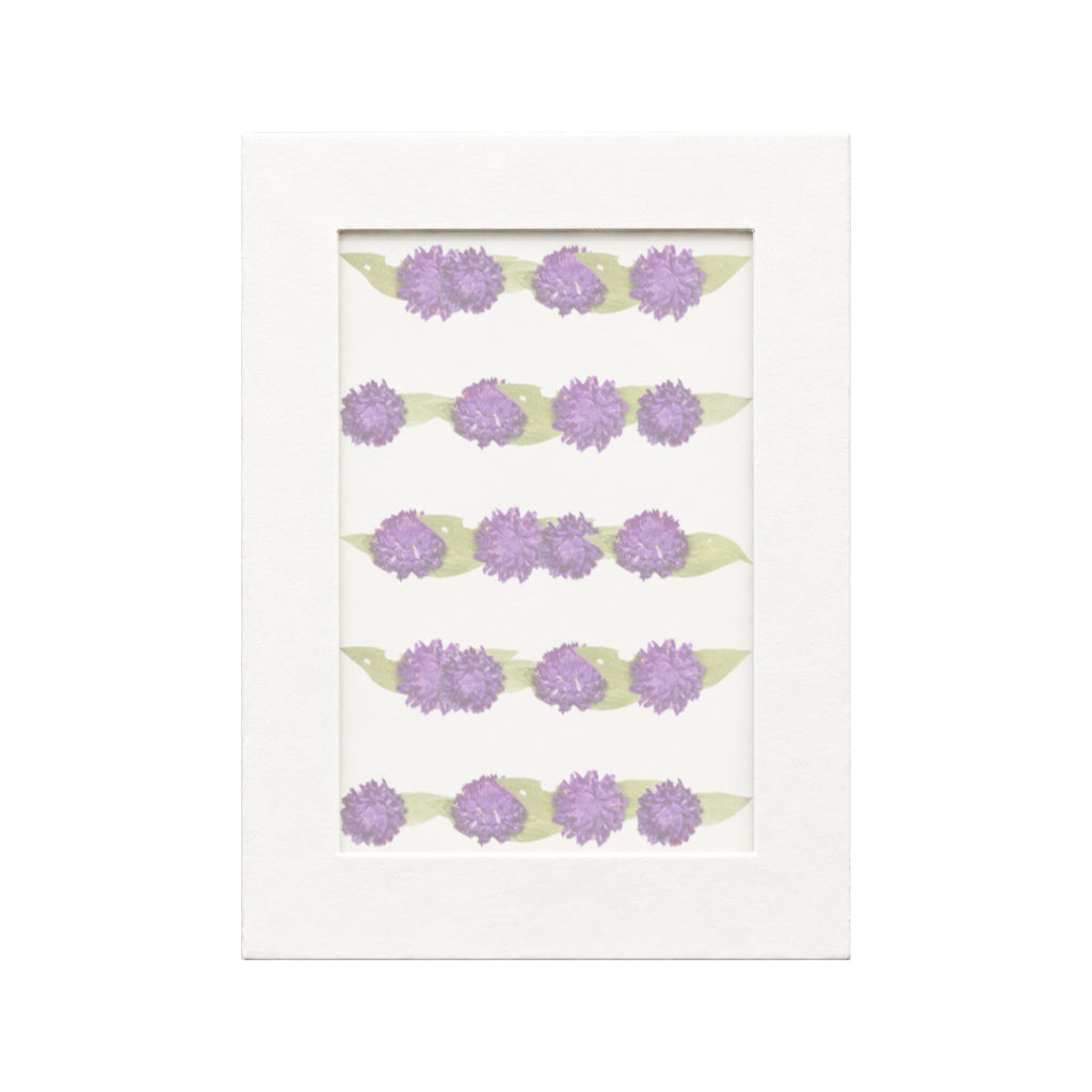 20 pressed Globe Amaranth pieces in deep purple beneath translucent tracing paper