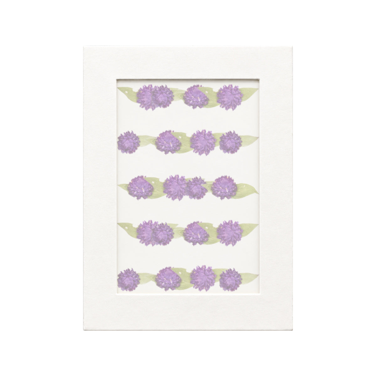 20 pressed Globe Amaranth pieces in deep purple beneath translucent tracing paper