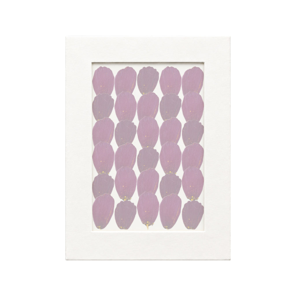 30 pressed Cosmos Petals pieces in deep purple beneath translucent tracing paper