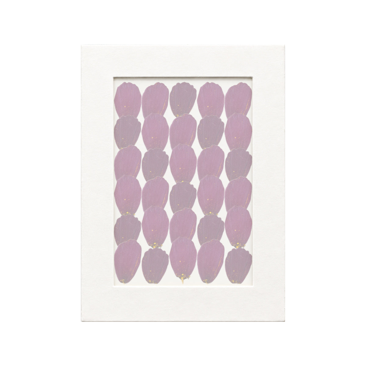30 pressed Cosmos Petals pieces in deep purple beneath translucent tracing paper