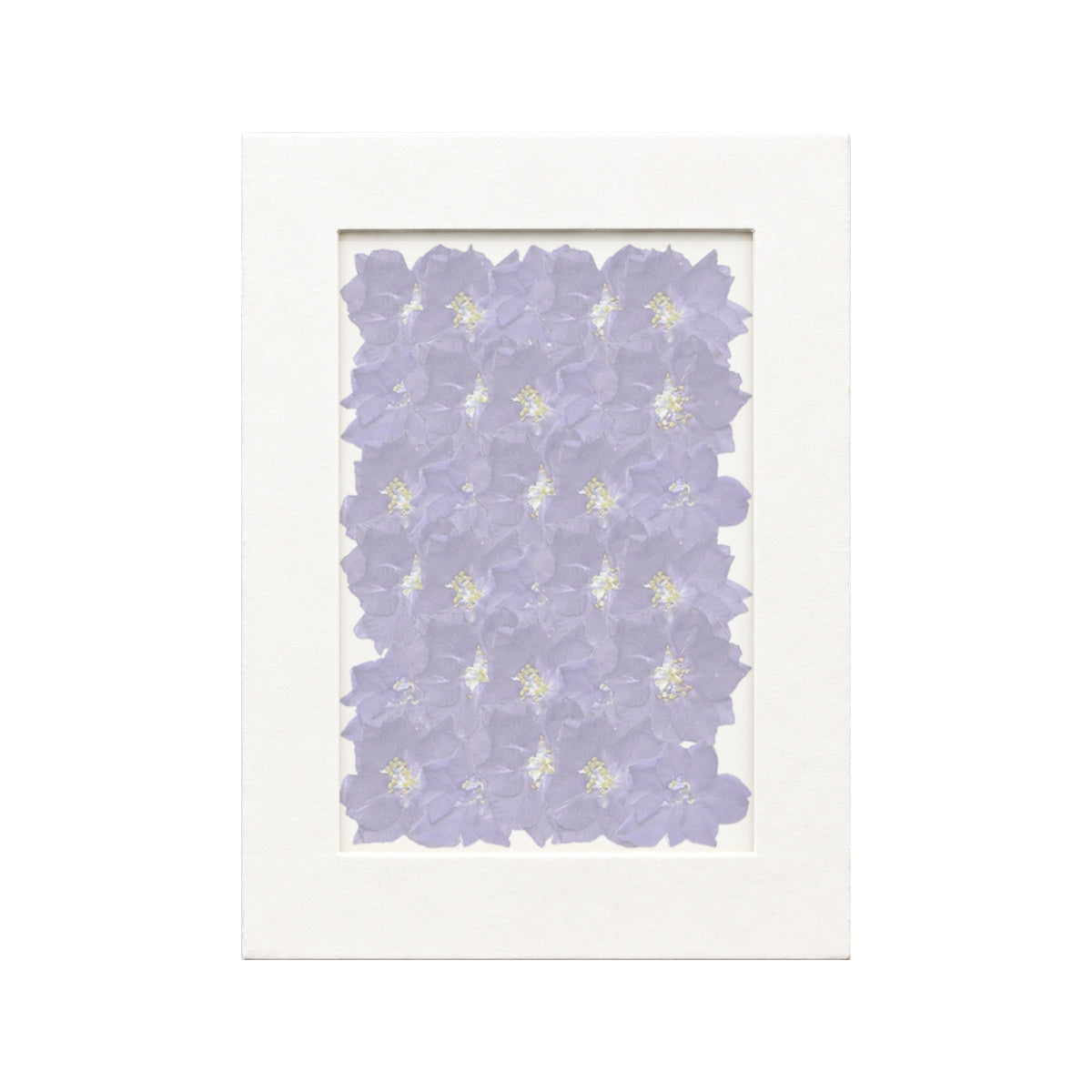30 pressed Larkspur pieces in deep purple beneath translucent tracing paper