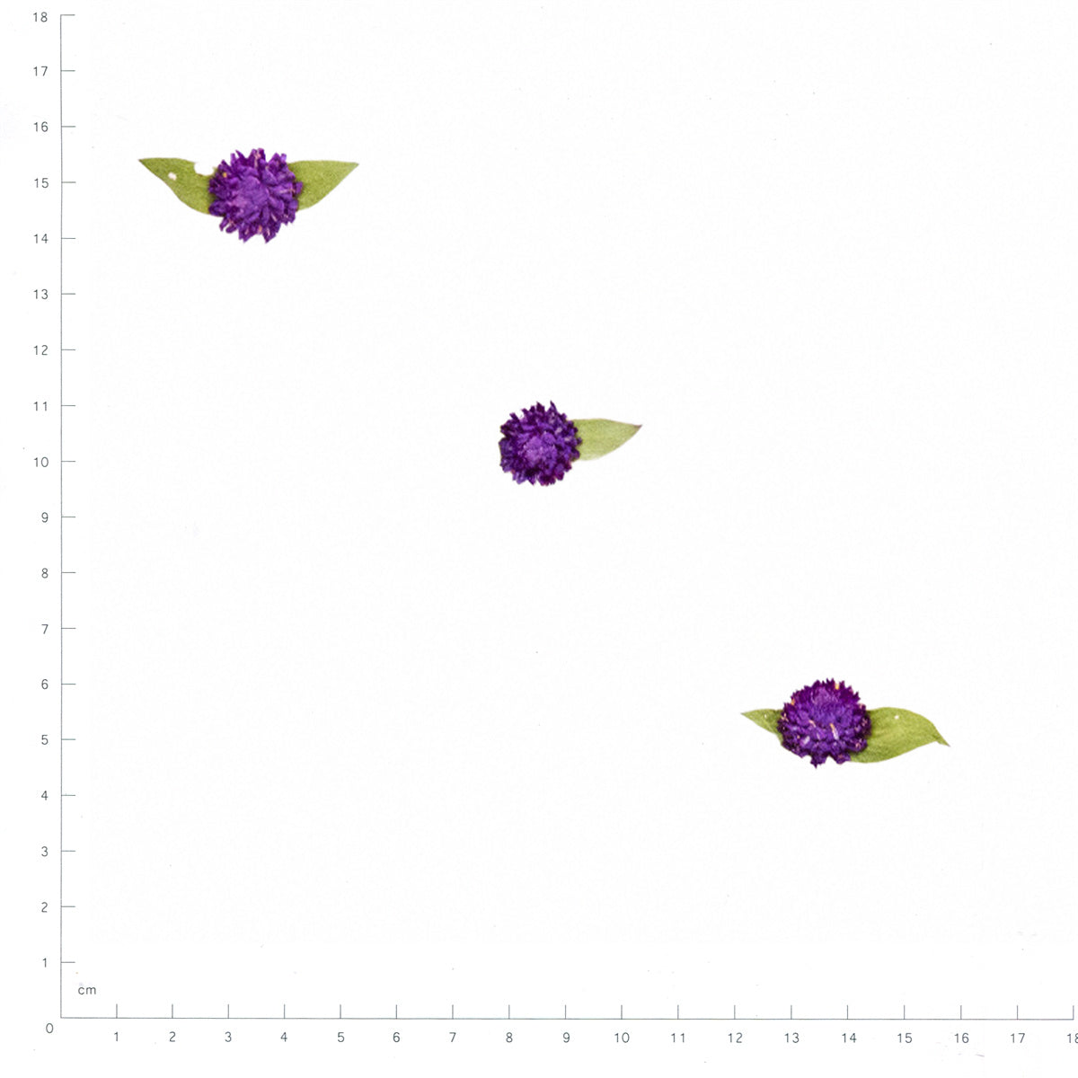 Pressed Globe Amaranth specimens in deep purple with their natural shape and texture